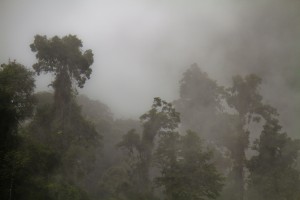 Cloud forest, Ecuador